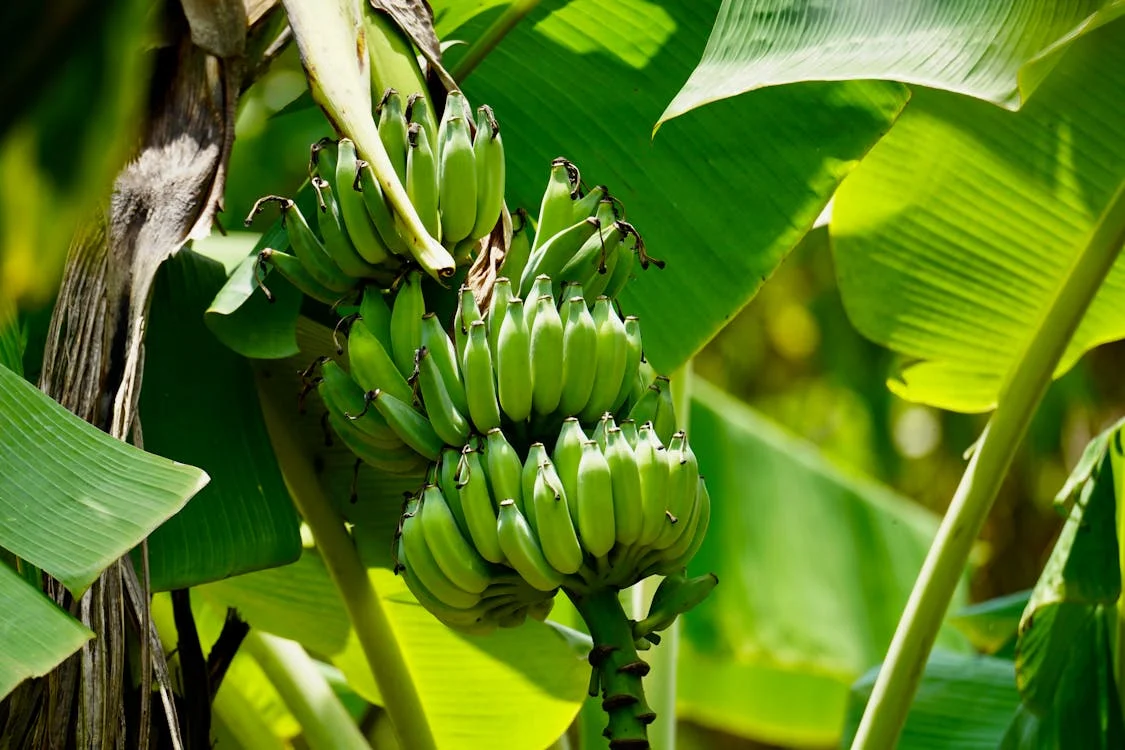 Banana Export