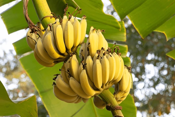 Cavendish Banana