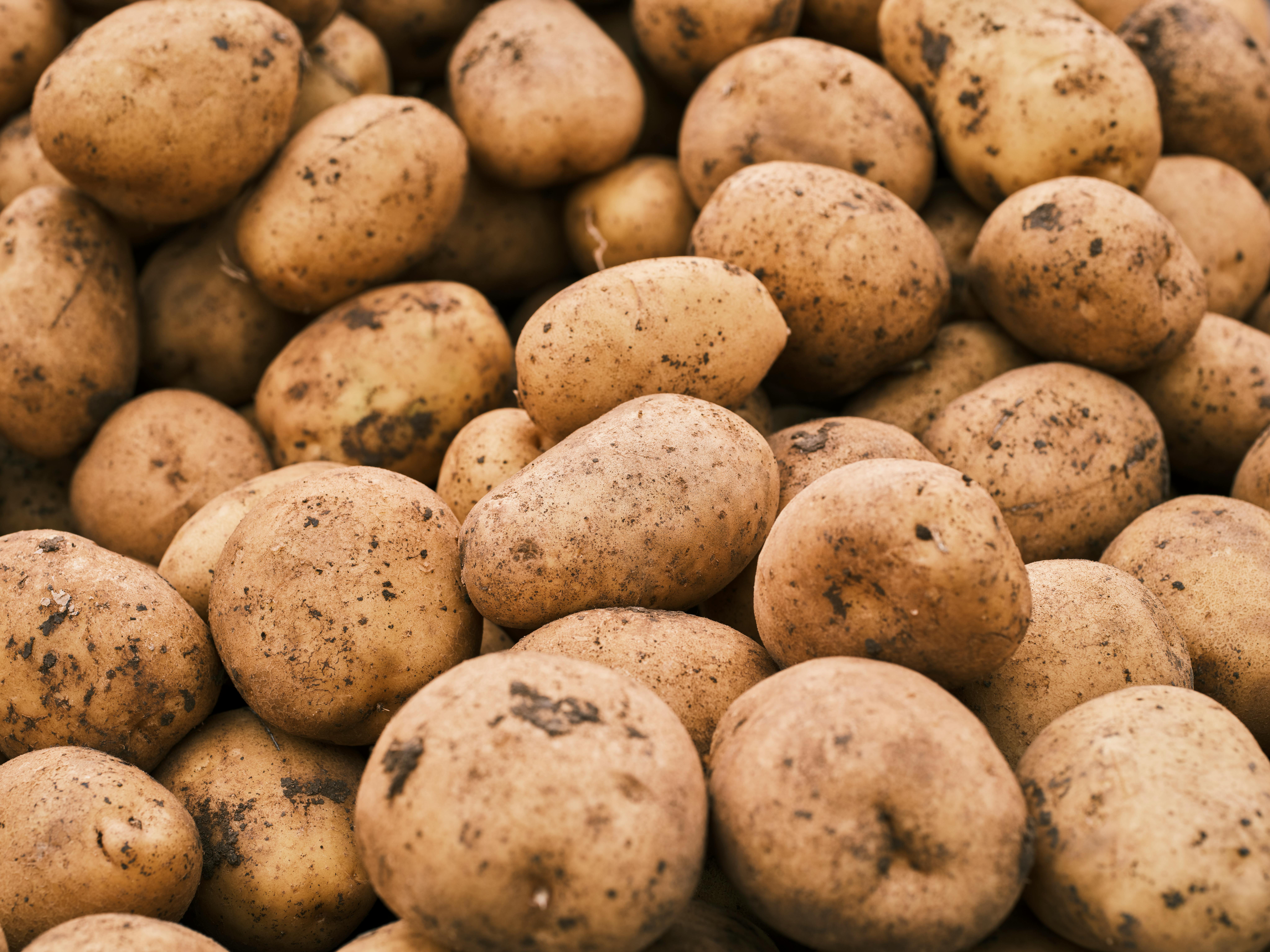 Potato