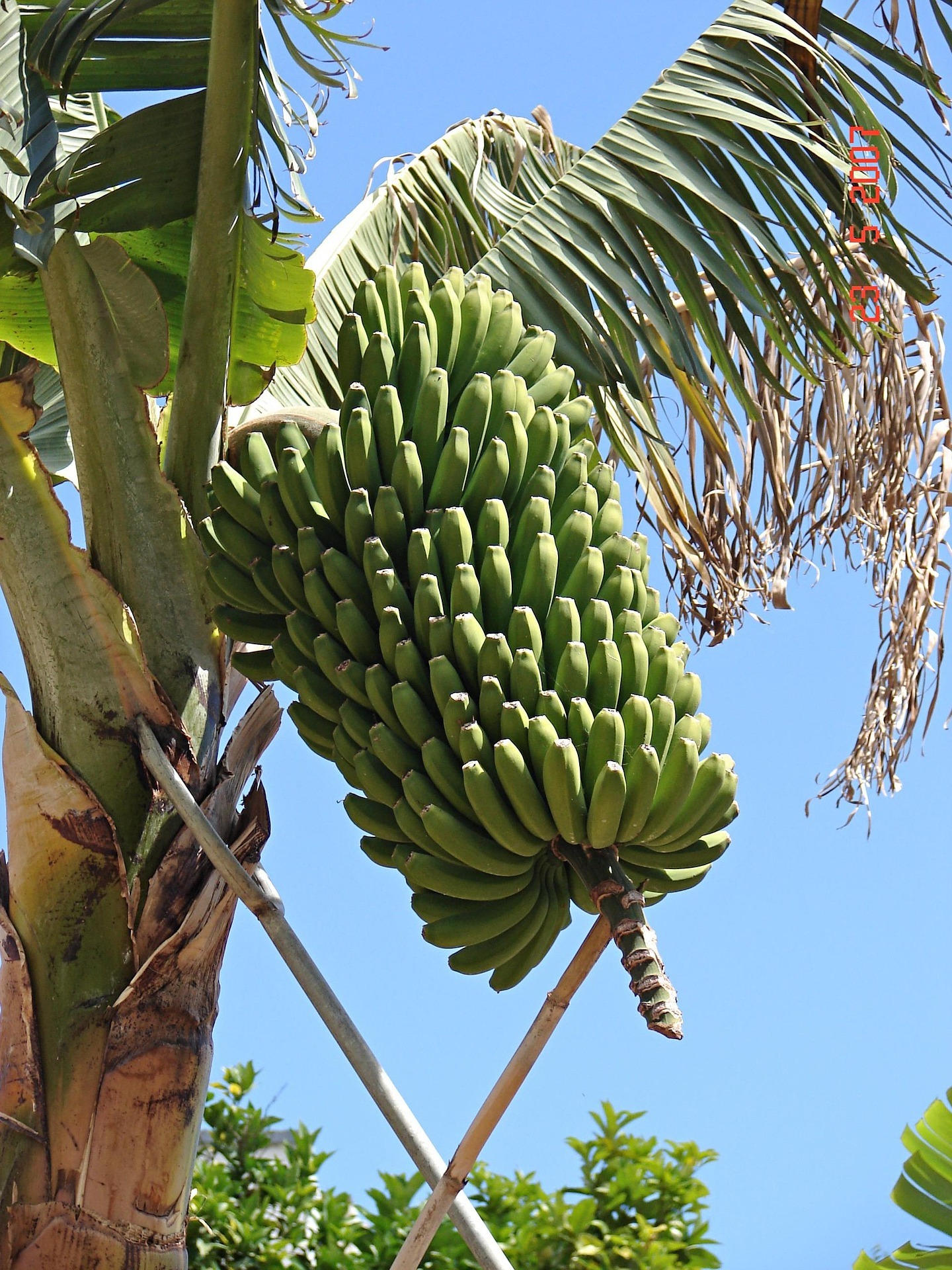 Banana