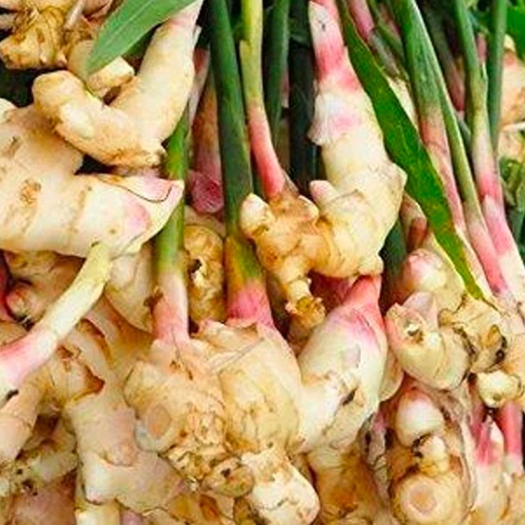 Wild Ginger
